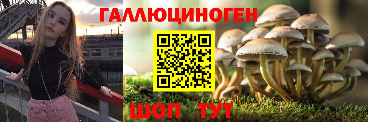 Псилоцибиновые грибы Psilocybe Чебоксары